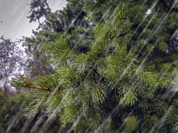 Fond Printanier Aiguilles Vertes Sous Pluie Printemps — Photo