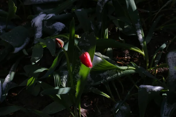 Rote Tulpen Mit Grünen Blättern Und Weißem Schnee Einem Frühlingsmorgen — Stockfoto