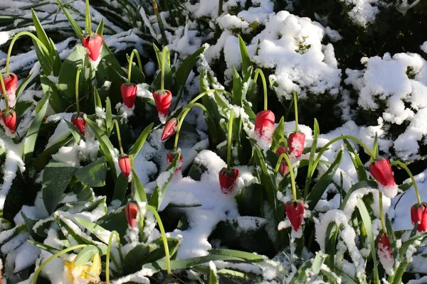 Red tulips with green leaves and white snow on a spring morning.