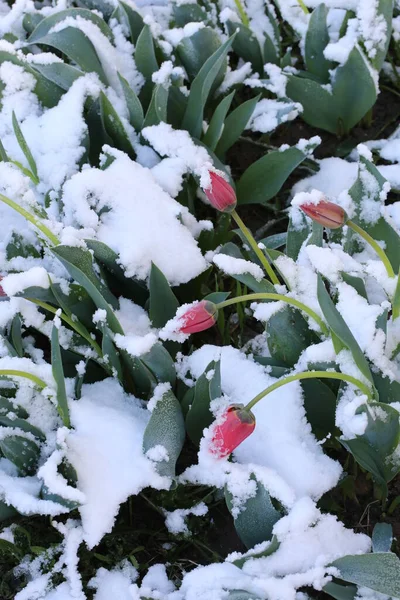 Rode Tulpen Met Groene Bladeren Witte Sneeuw Een Lenteochtend — Stockfoto