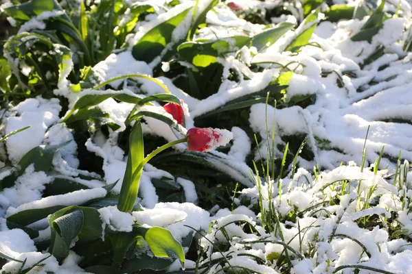 Czerwone Tulipany Zielonymi Liśćmi Biały Śnieg Wiosną Rano — Zdjęcie stockowe