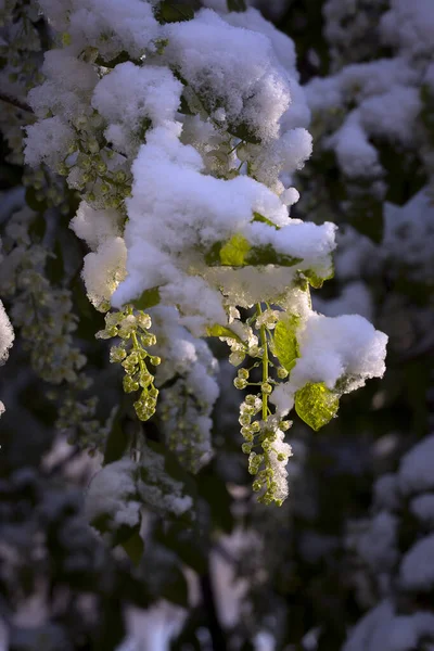 春の朝に雪と霜の鳥の桜 — ストック写真