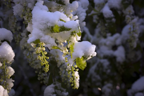 春の朝に雪と霜の鳥の桜 — ストック写真