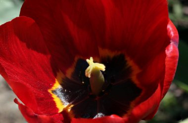 Arkaplan, doku, kırmızı lale çiçeği kalbi..