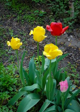 Bahar sabahında çiçekler.