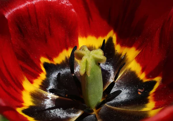 Background, texture, heart of a red tulip flower.