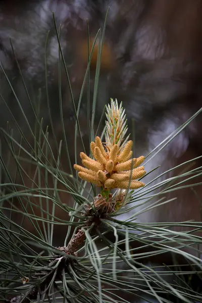 Green Needles Young Cones Siberian Pine Spring — Stock Photo, Image