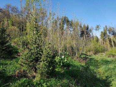 Yaz sabahı bir dağ ormanında manzara..