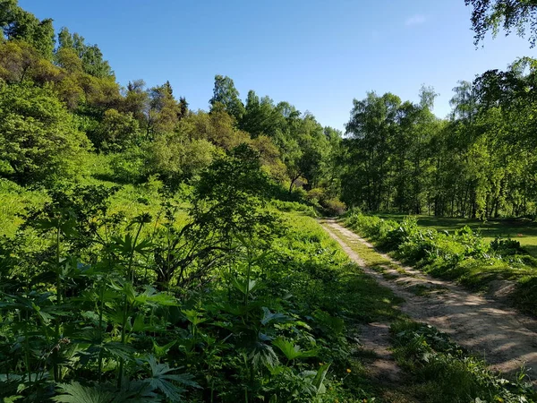 Widok Lesie Górskim Lecie — Zdjęcie stockowe