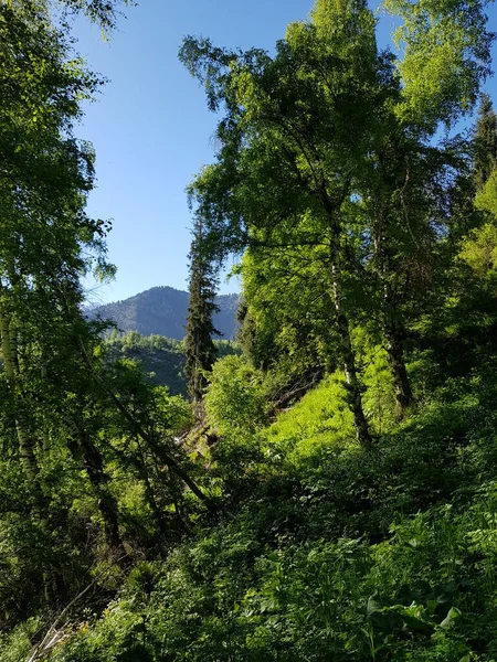 Uitzicht Het Bergwoud Zomer — Stockfoto