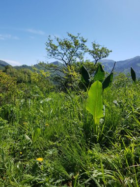 Sıcak bir yaz gününde bir dağ ormanında bitkiler.