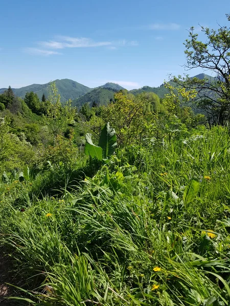 Sıcak bir yaz gününde bir dağ ormanında bitkiler.