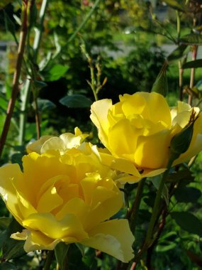 Yeşil yaprakların arasındaki parlak çiçekler bir yaz günü.