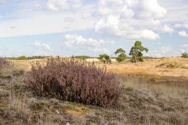 Heathland in National Park de Hoge Veluwe