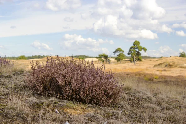 Heathland en el Parque Nacional de Hoge Veluwe — Foto de Stock