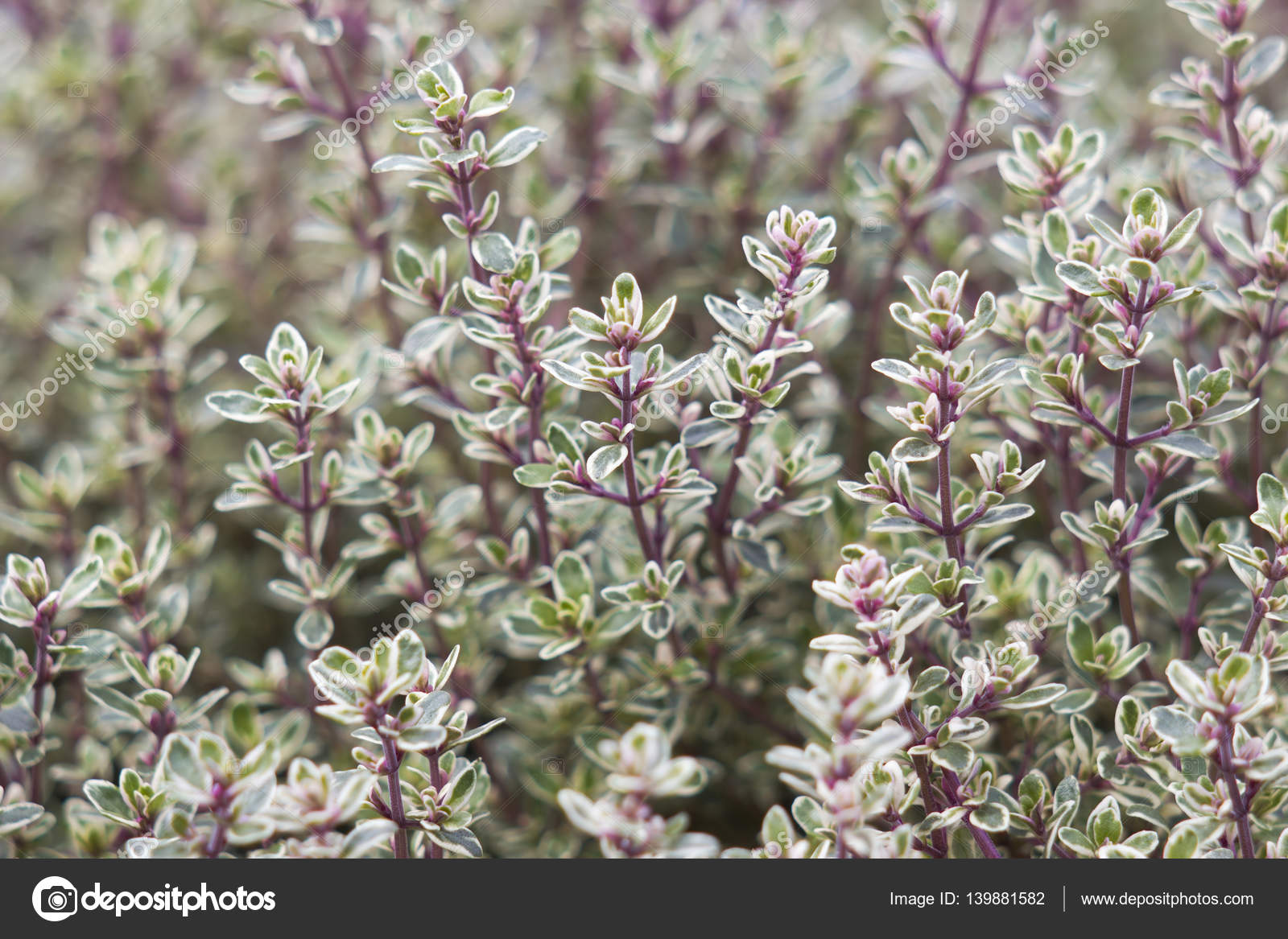 Thyme In The Garden Stock Photo C Mira Drozdowski Gmx De 139881582