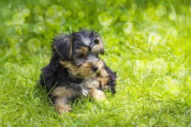 Beluga mercimek ve otlar