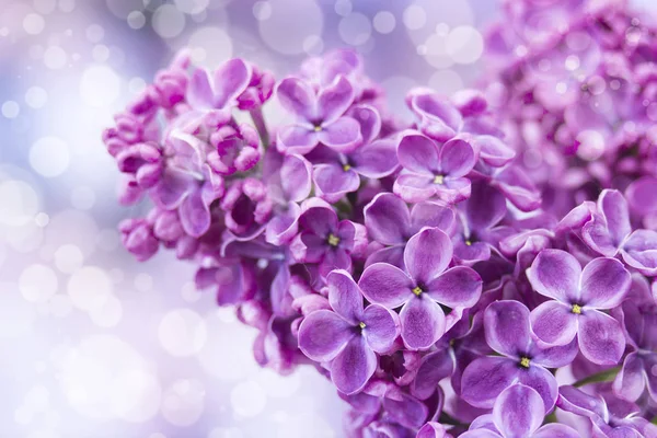 ライラックの花を咲かせ。マクロ写真. — ストック写真