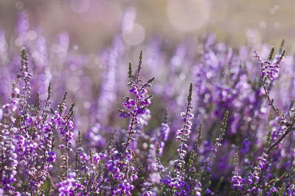 Milli Park de Hoge Veluwe içinde çiçek açan heather