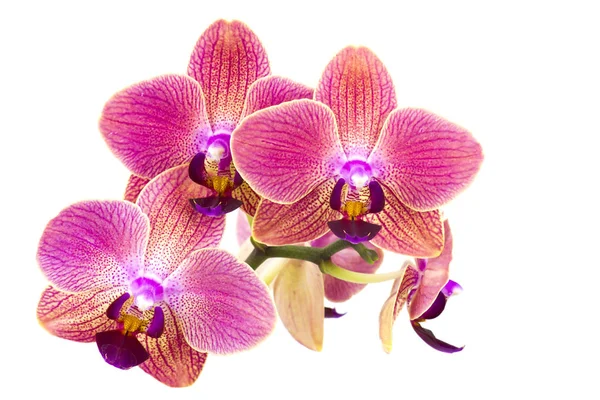 Vacker rosa orkidé - falaenopsis — Stockfoto