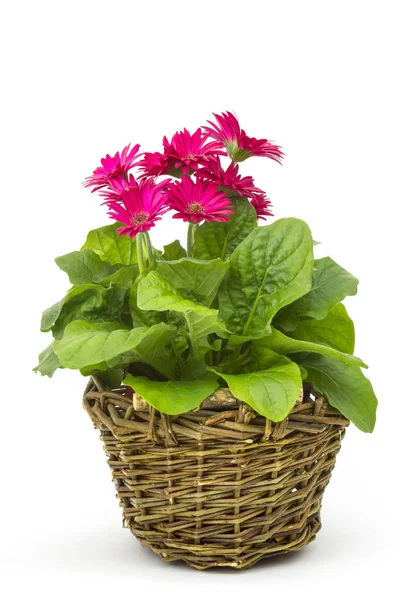 Gerbera flores em uma cesta no fundo branco — Fotografia de Stock