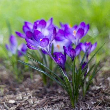 Crocus - ilkbahar çiçeklerinden biri.