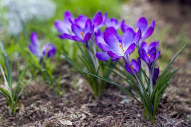 Crocus - ilkbahar çiçeklerinden biri.
