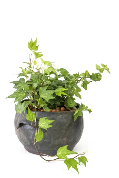Green ivy plant in clay pot — Stock Photo, Image