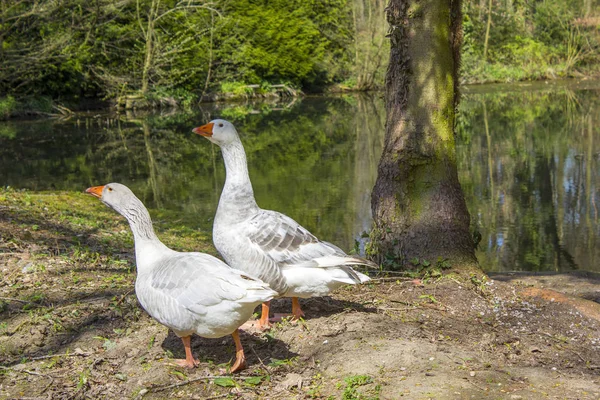 Due oche bianche vicino al lago — Foto Stock