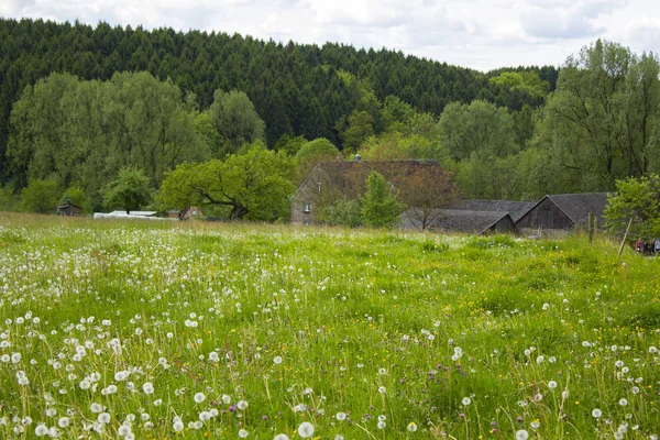 ドイツのベルギッシュ土地-春の牧草地 — ストック写真