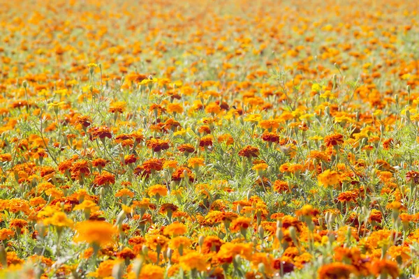 Field of marigold flowers — Stock Photo, Image
