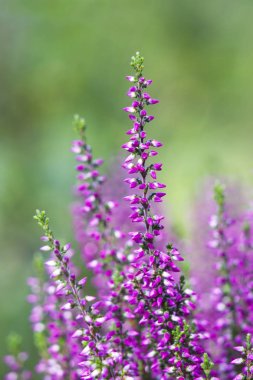 bir tencerede taze çilek