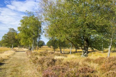 National Park Hoge Veluwe Hollanda sokakta huş ağacı.