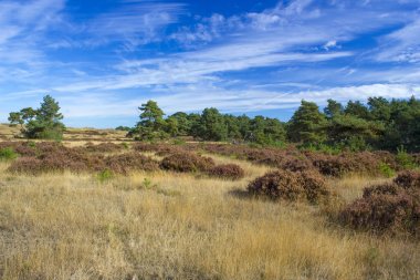 Hollanda 'daki Ulusal Park Hoge Veluwe manzarası.