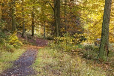 Orman, Almanya'da Sauerland sonbaharda
