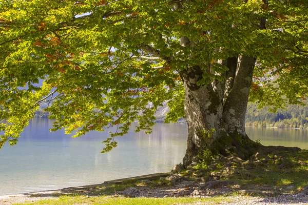 Starý strom u jezera Bohinj, Slovinsko — Stock fotografie