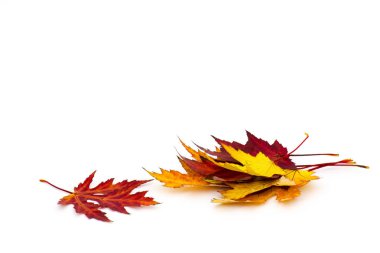 akçaağaç sonbahar yaprakları üzerinde beyaz izole