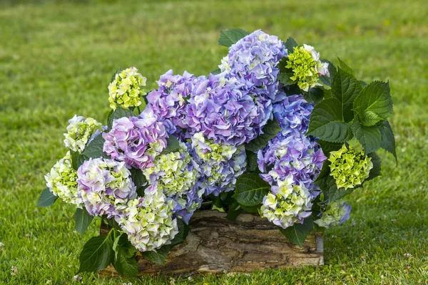 Hortensienbusch — Stockfoto