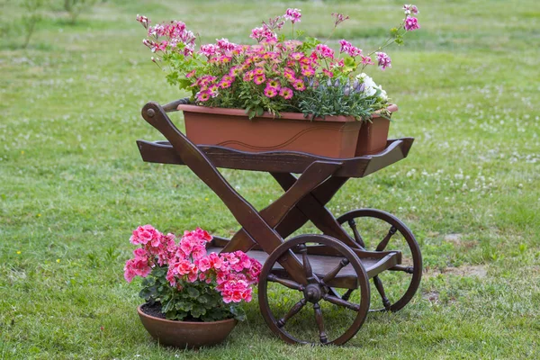 Fleurs colorées sur chariot dans le jardin . — Photo