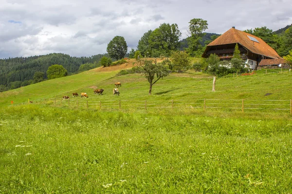 Almanya 'da Kara Orman