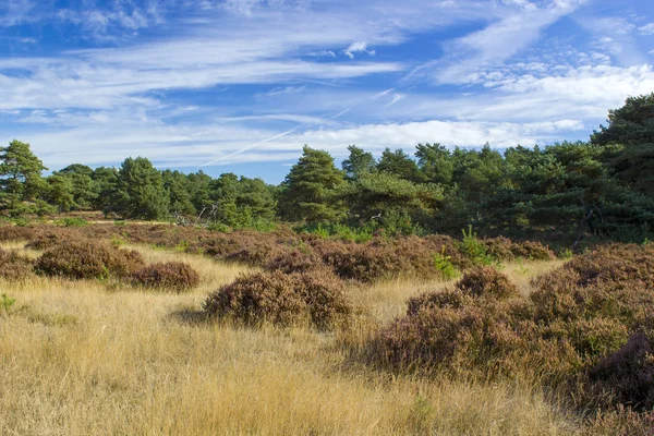 Krajina v národním parku Hoge Veluwe v Nizozemsku. — Stock fotografie