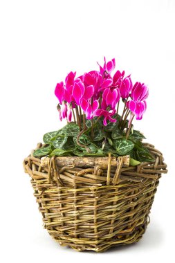 Beyaz arkaplanda bir sepette siklamen persicum