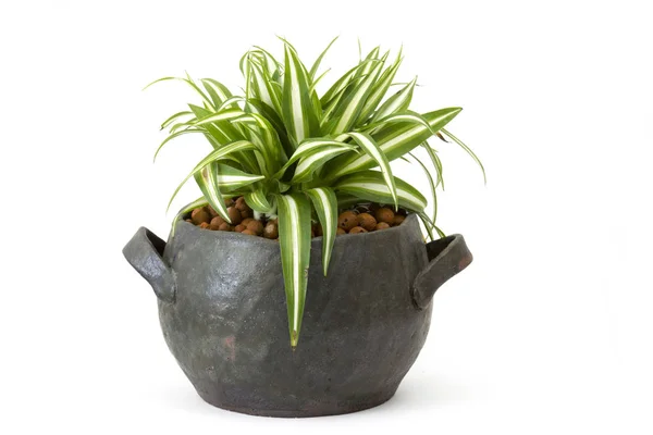 Clorofito in vaso di argilla su fondo di legno — Foto Stock