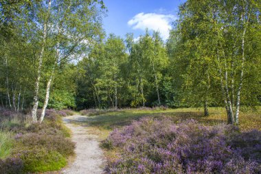 Hollanda 'daki Maasduinen Ulusal Parkı' nda Heathland