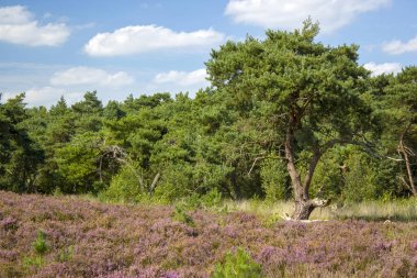 Hollanda 'daki Maasduinen Ulusal Parkı' nda Heathland