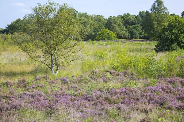 Heathland w Parku Narodowym Maasduinen w Holandii — Zdjęcie stockowe