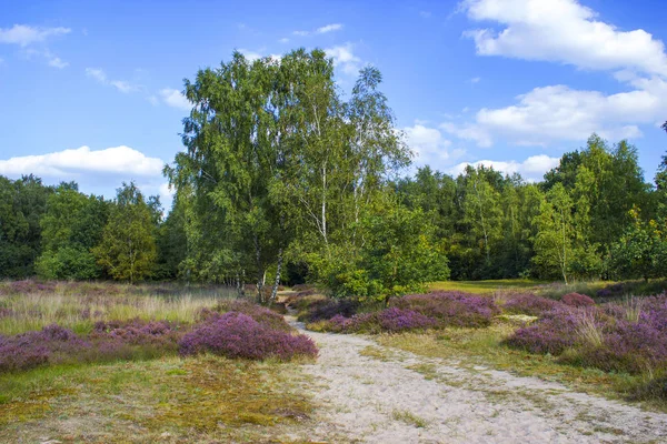 Heide in Nationaal Park Maasduinen in Nederland — Stockfoto