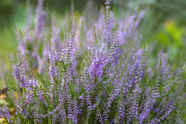 Hollanda 'daki Maasduinen Ulusal Parkı' nda çiçek açan fundalık