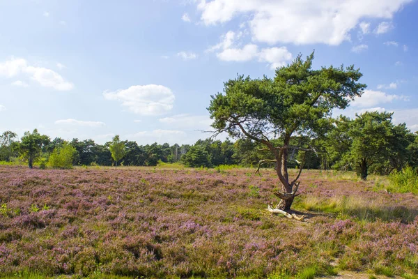 Heathland w Parku Narodowym Maasduinen w Holandii — Zdjęcie stockowe