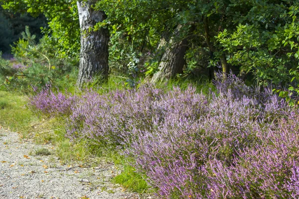 Hollanda 'daki Maasduinen Ulusal Parkı' nda Heathland